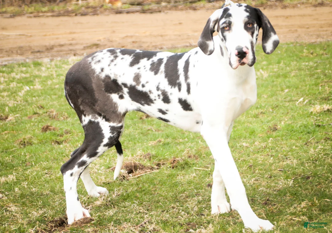 Great Dane dogs for sale: Jackie - Ad 1