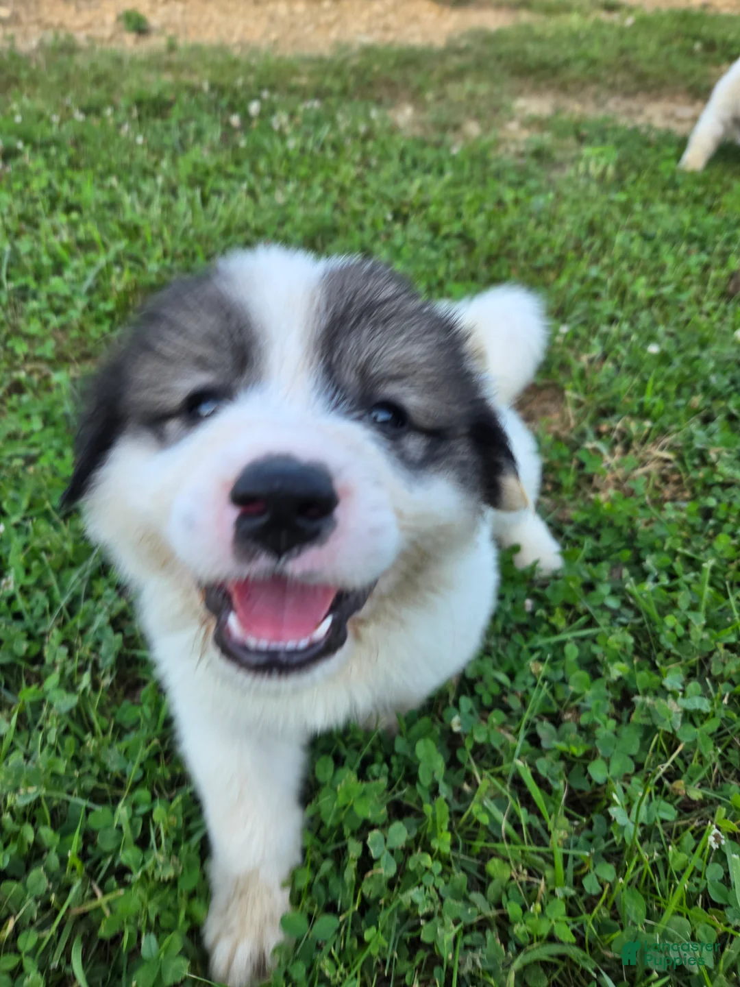 Great Pyrenees dogs for sale: George - Ad 1