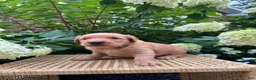 Golden Retriever dogs for sale: Lexy - Ad 5
