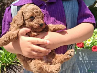Toy Poodle dogs for sale: Tiny Toy Anne - Ad 1