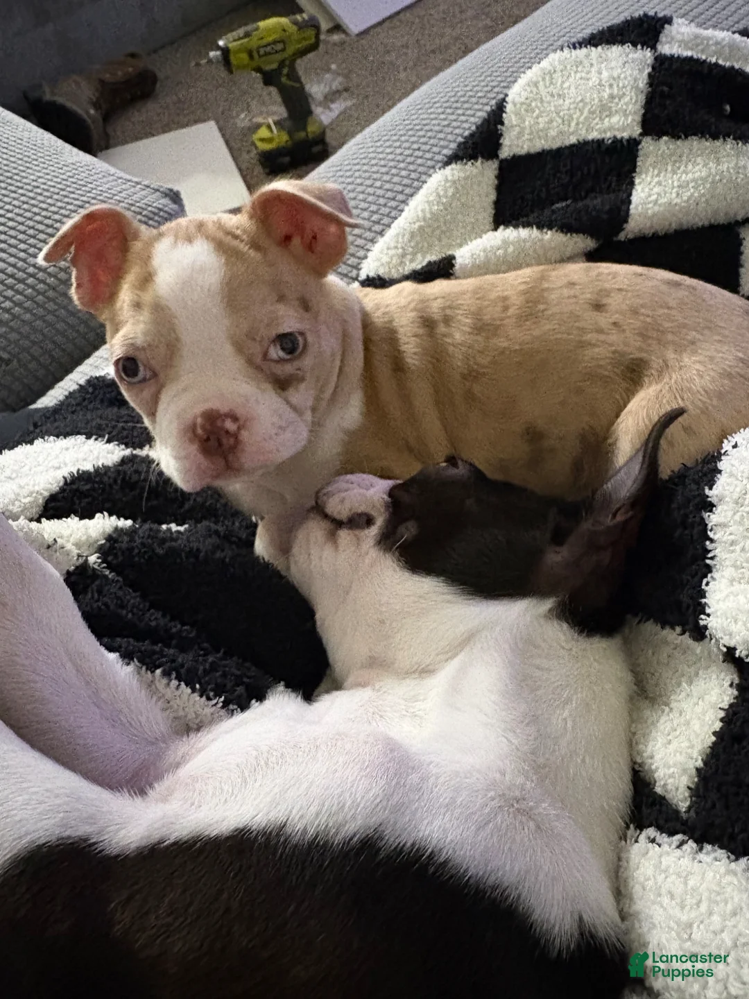 Boston Terrier dogs for sale: Boston Terrier Puppy 1 - Ad 2