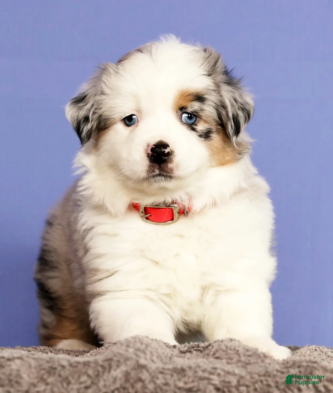 Miniature Australian Shepherd dogs for sale: Jill - Ad 2