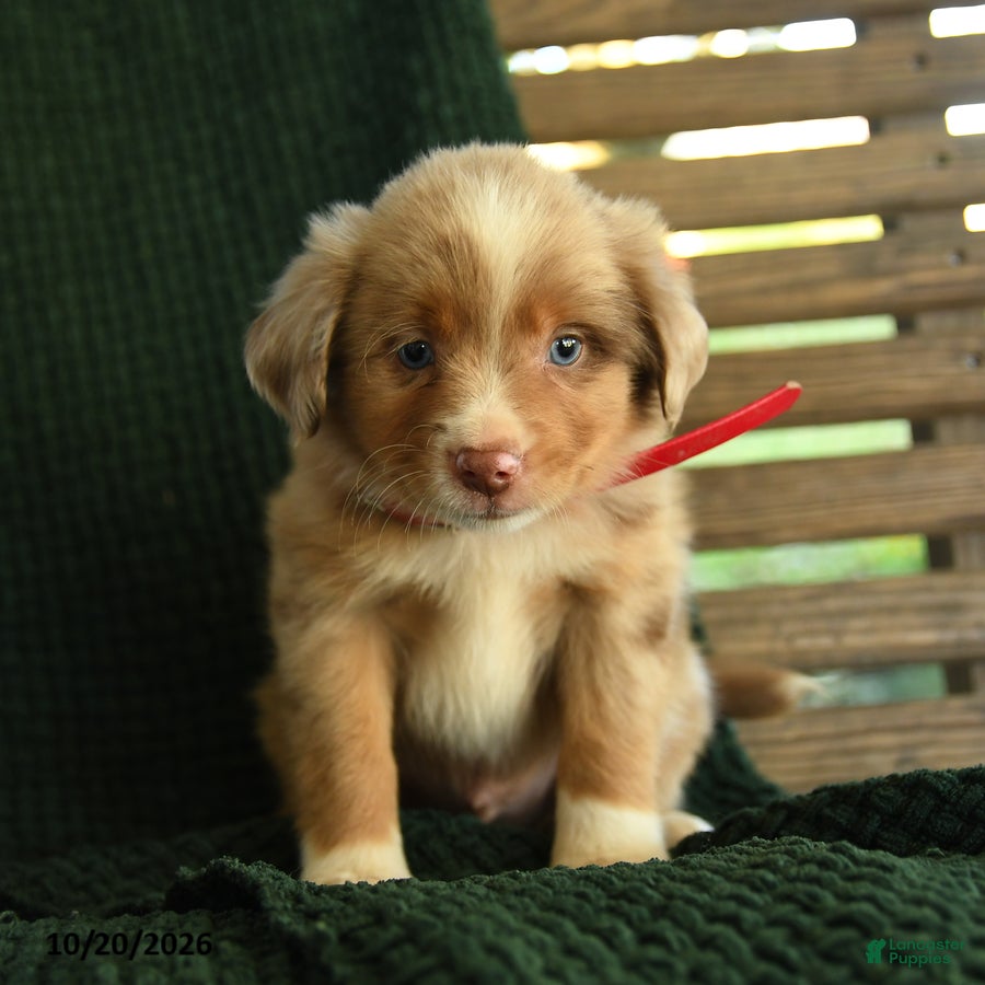 Miniature Australian Shepherd dogs Birch - Ad 2