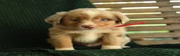 Miniature Australian Shepherd dogs for sale: Birch - Ad 2