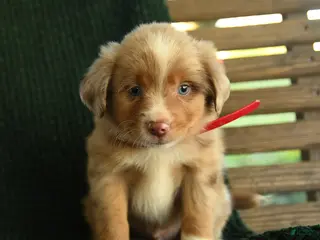 Miniature Australian Shepherd dogs Birch - Ad 2