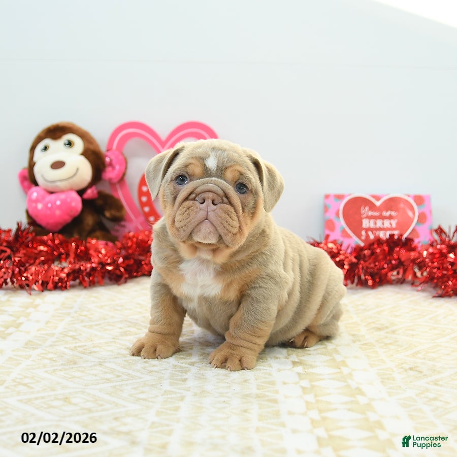 English Bulldog dogs Rambo - Ad 11