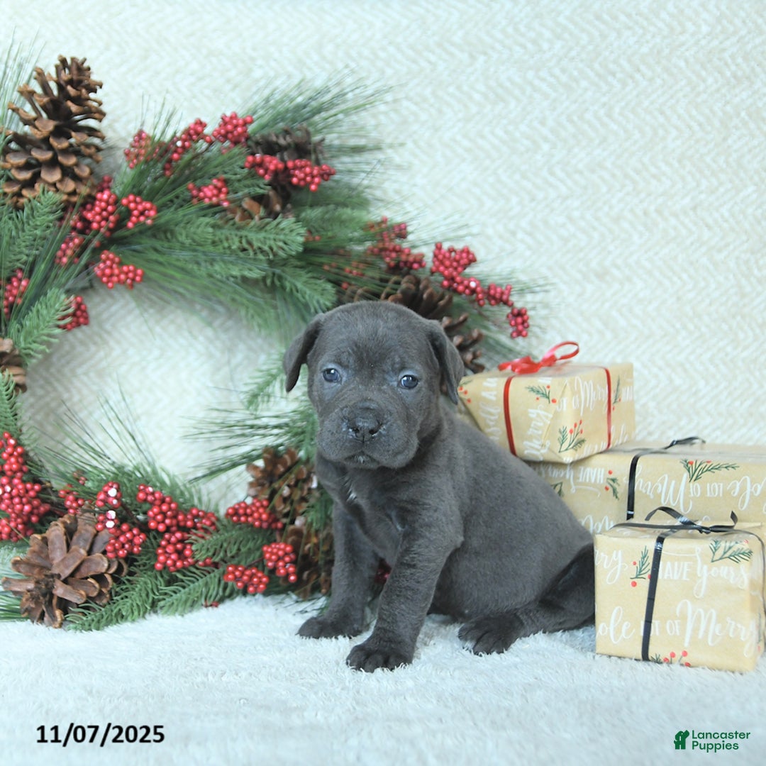 Cane Corso dogs for sale: Nova - Ad 11