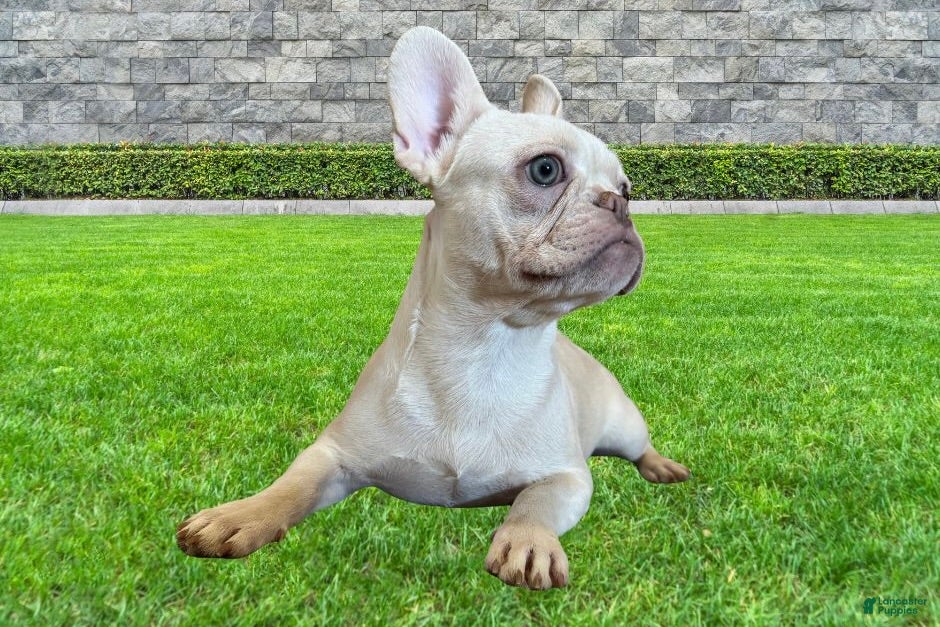 French Bulldog dogs Female Frenchie - Ad 1