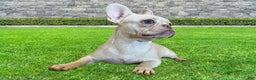 French Bulldog dogs for sale: Female Frenchie - Ad 1
