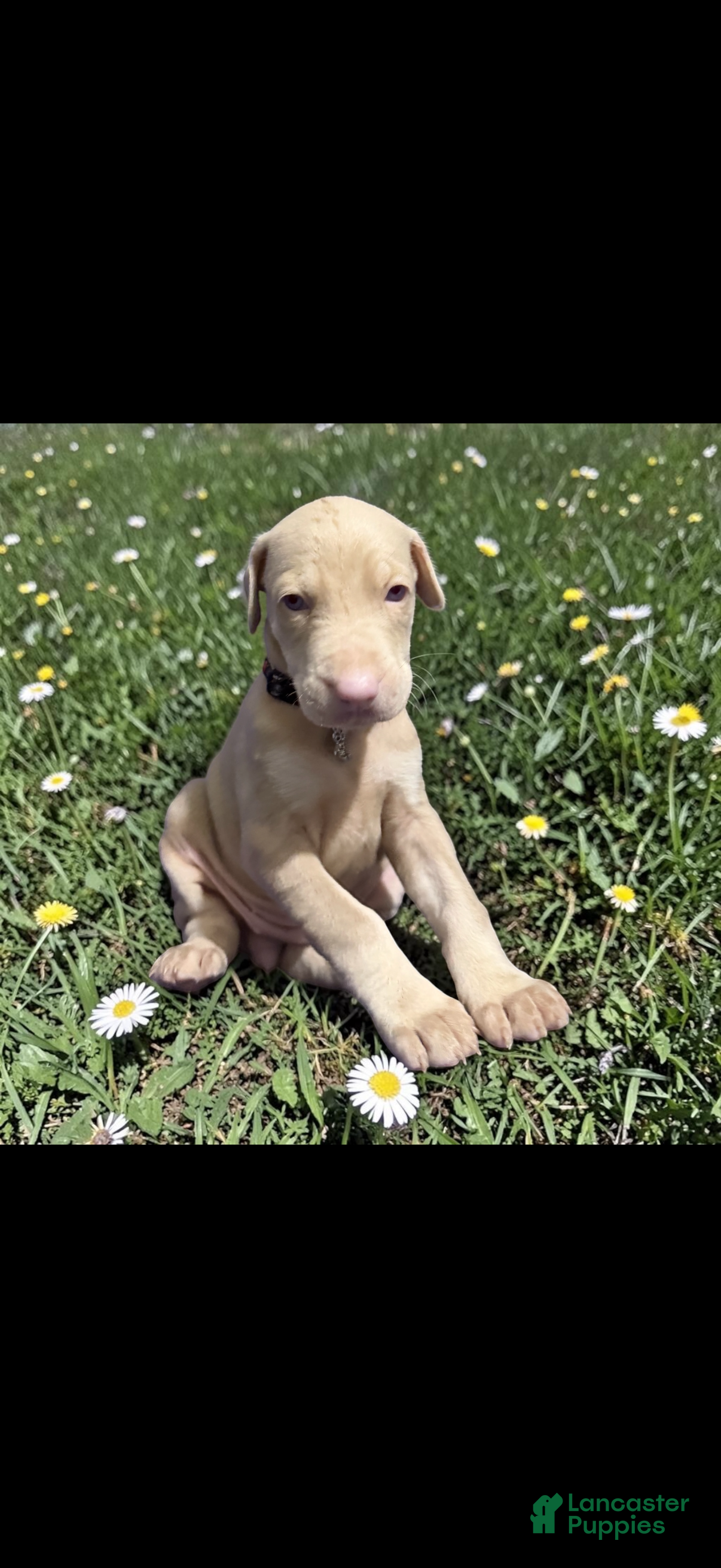 Doberman Pinscher dogs Doberman Pinscher Puppy 2 - Ad 2