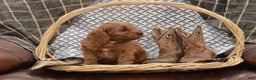 Cavapoo dogs for sale: Jeffrey - Ad 6