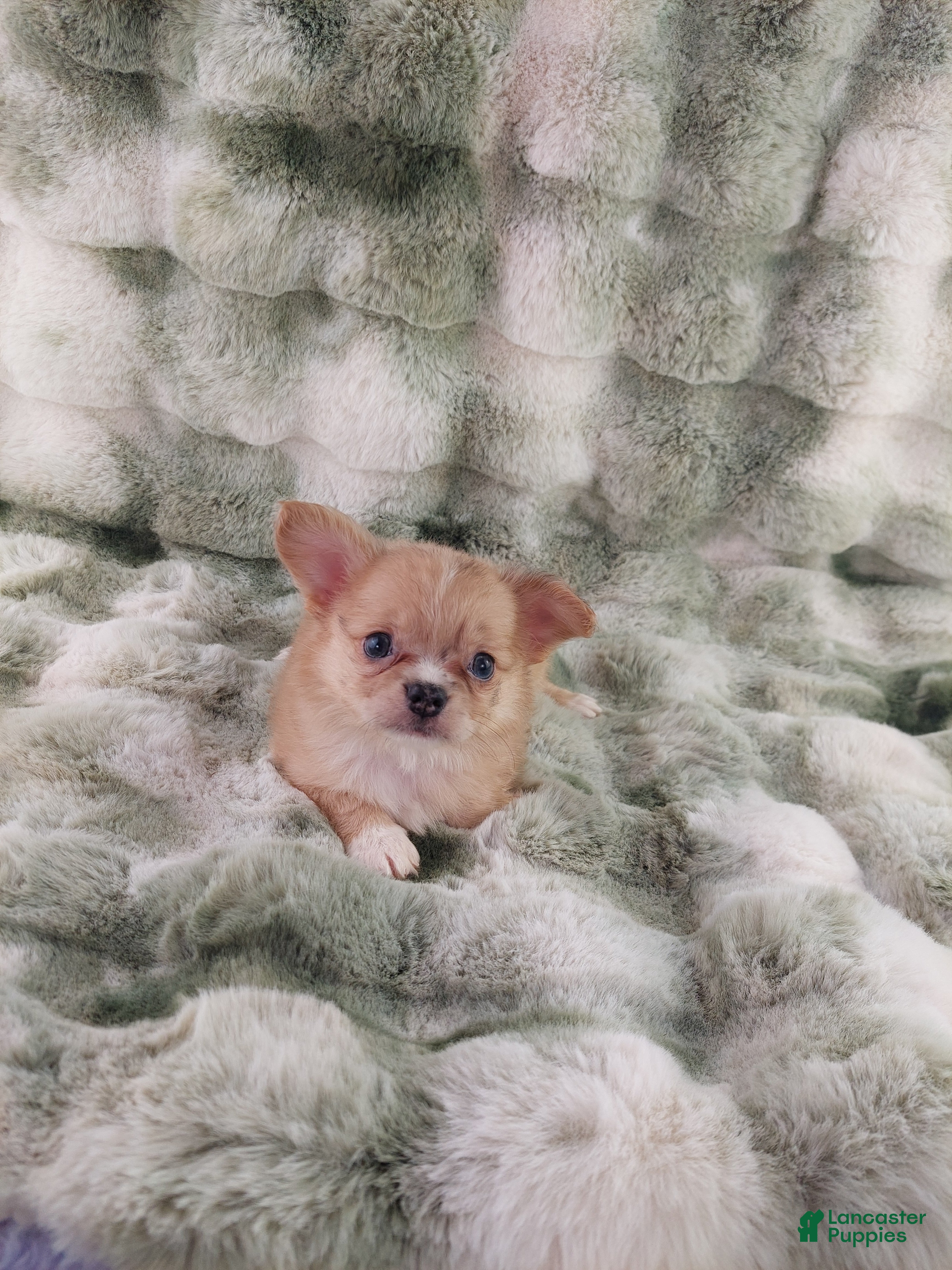 Chihuahua dogs AKC Nemo - Ad 1