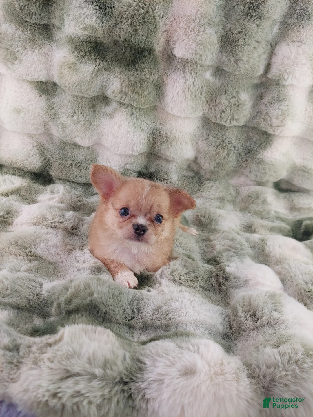 Chihuahua dogs for sale: AKC Nemo - Ad 1