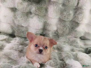 Chihuahua dogs for sale: AKC Nemo - Ad 2