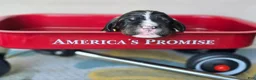 English Springer Spaniel dogs for sale: Rubble - Ad 10