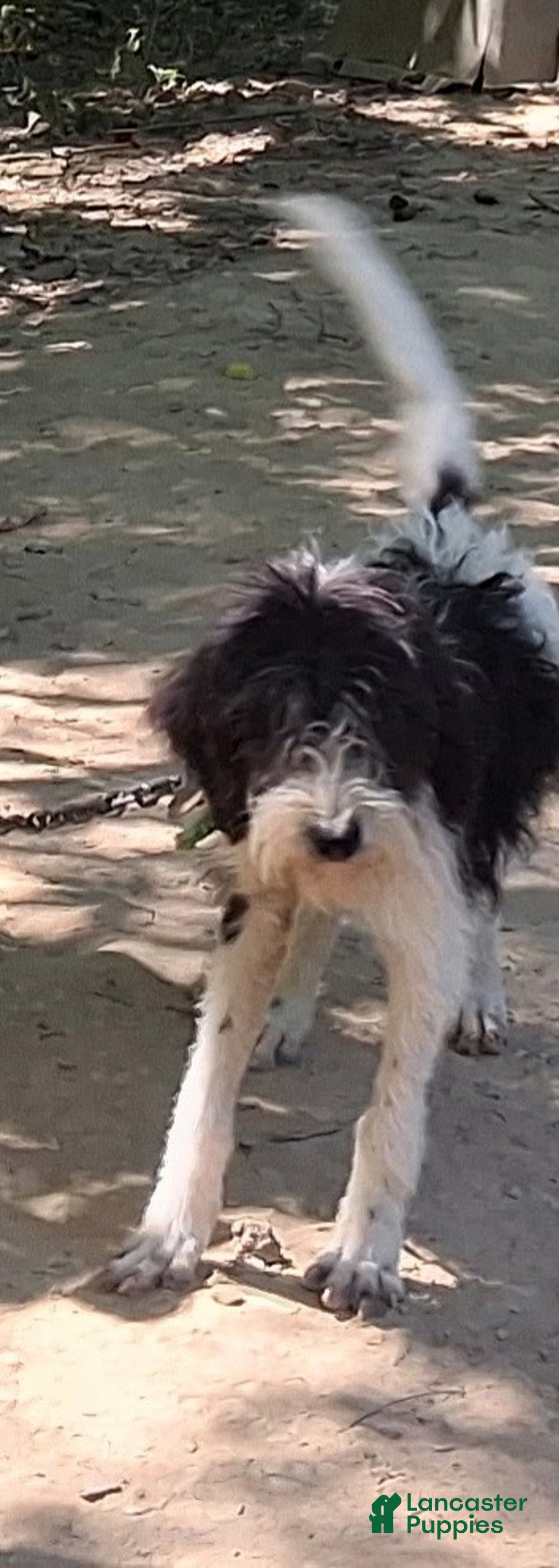 Bernedoodle dogs for sale: Jamie - Ad 2