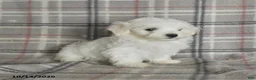 Maltese dogs for sale: Polly - Ad 5