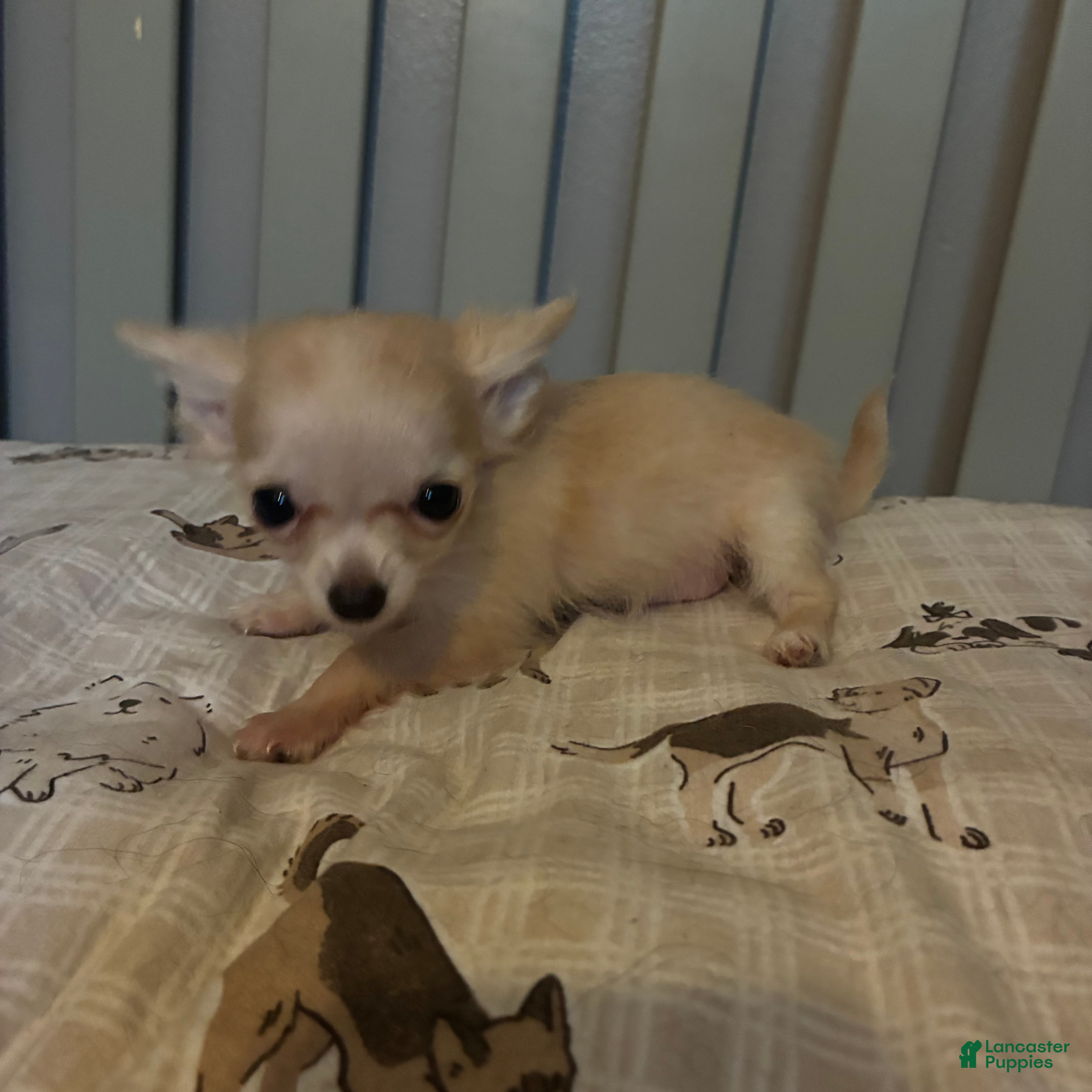 Chihuahua dogs for sale: Chihuahua 1 - Ad 2