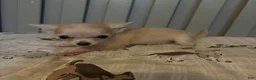Chihuahua dogs for sale: Chihuahua 1 - Ad 2