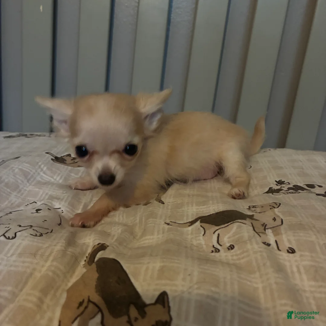 Chihuahua dogs for sale: Chihuahua 1 - Ad 2