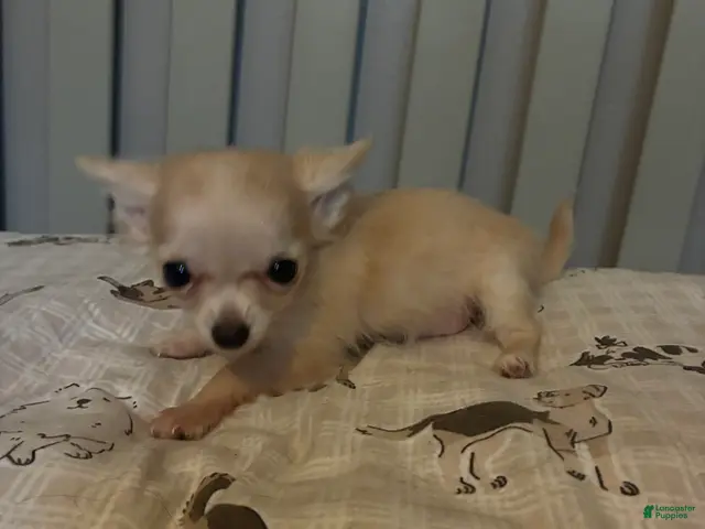 Chihuahua dogs for sale: Chihuahua 1 - Ad 2