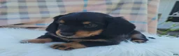 Miniature Dachshund dogs for sale: Vivian  - Ad 21
