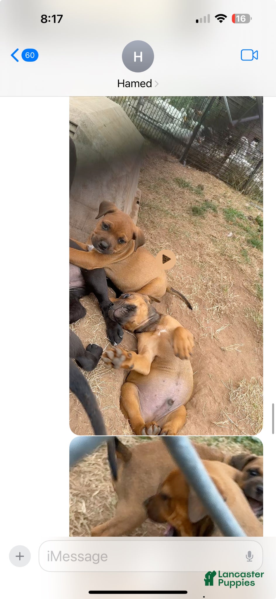 Mixed Breed dogs Mixed Breed Puppy 2 - Ad 10
