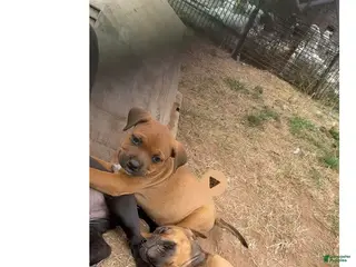 Mixed Breed dogs Mixed Breed Puppy 2 - Ad 11