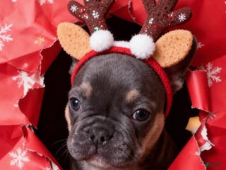 French Bulldog dogs ROSIE - Ad 32