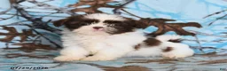 Shih Tzu dogs for sale: Red Panda - Ad 3
