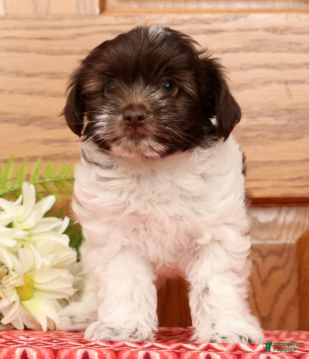 Havanese dogs for sale: Randy - Ad 5