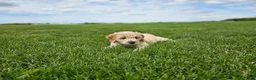Mini Goldendoodle dogs for sale: Tanner - Ad 8