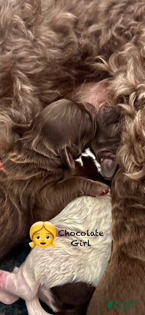 Australian Labradoodle dogs for sale: Australian Labradoodle Female 3 - Ad 1