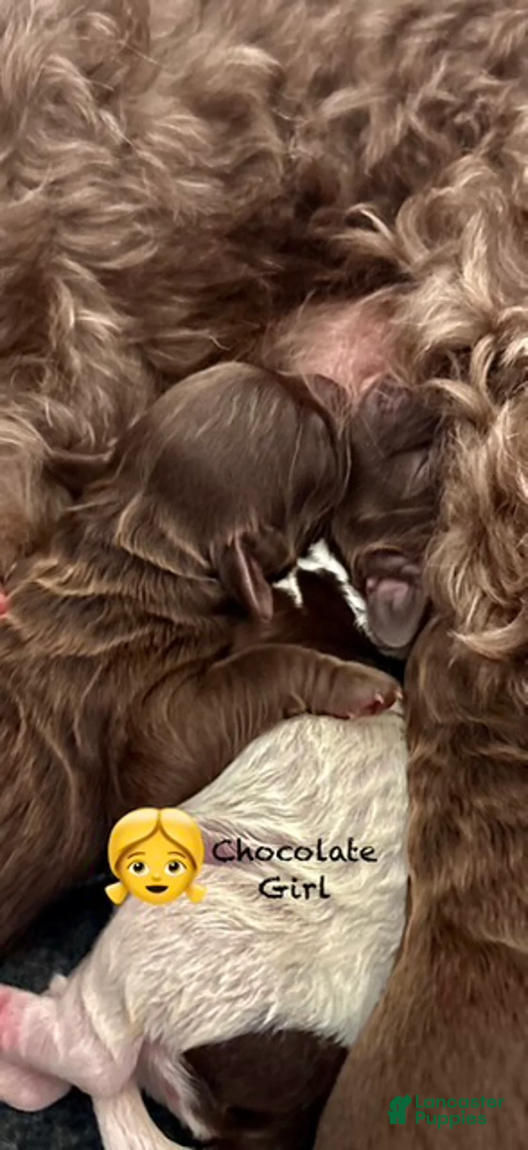 Australian Labradoodle dogs for sale: Australian Labradoodle Female 3 - Ad 1