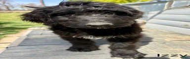Bernedoodle Puppy 5