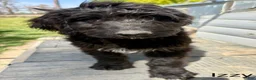 Bernedoodle dogs for sale: Bernedoodle Puppy 5 - Ad 1