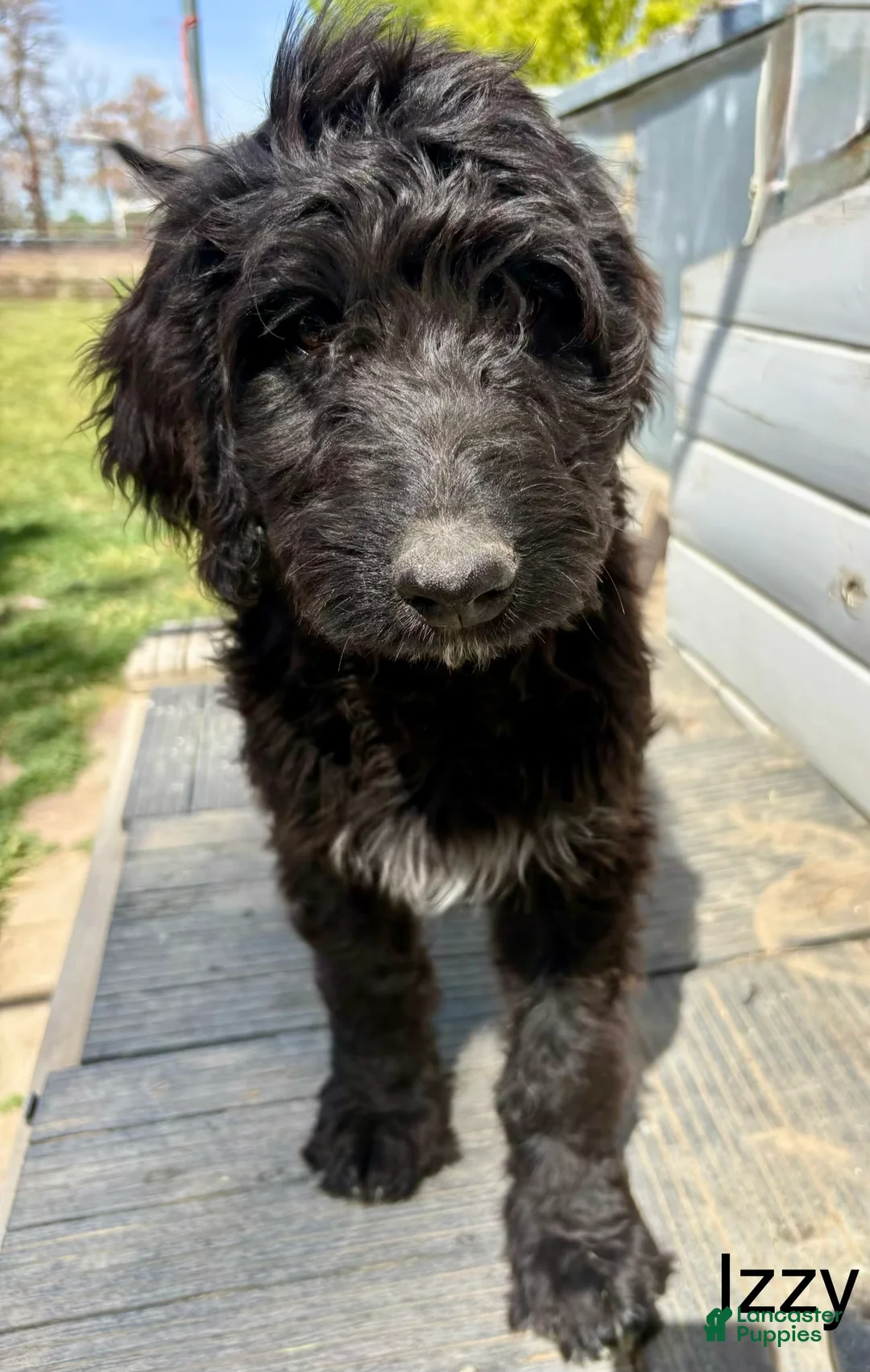 Bernedoodle dogs for sale: Bernedoodle Puppy 5 - Ad 1