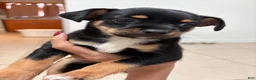 Mixed Breed dogs for sale: Mixed Breed 1 - Ad 1