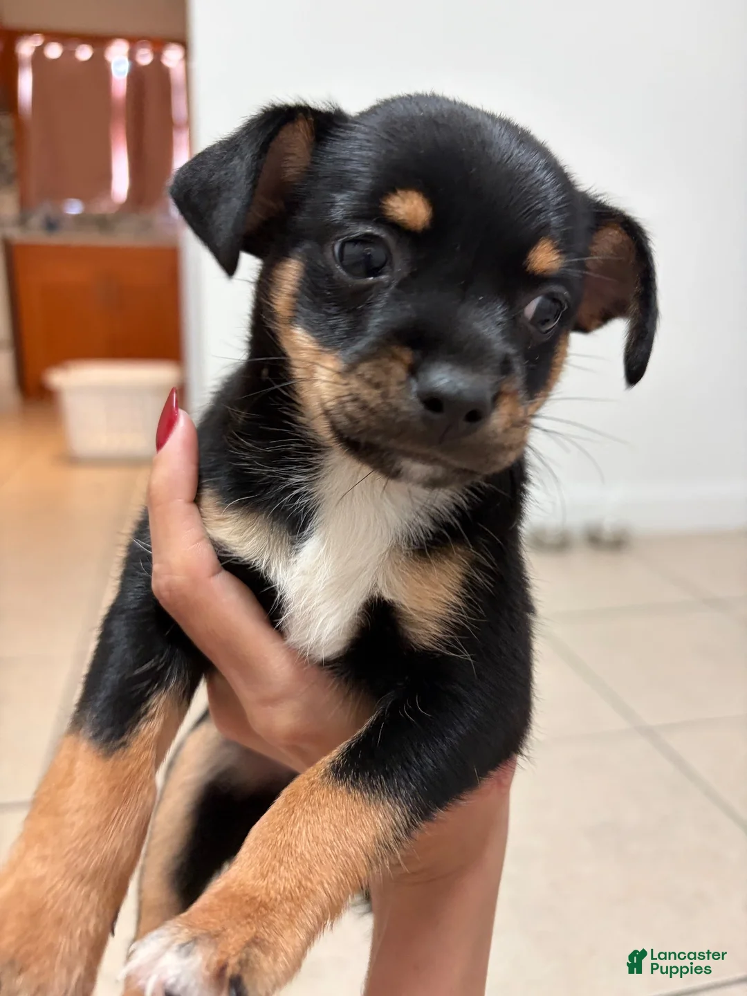 Mixed Breed dogs for sale: Mixed Breed 1 - Ad 1