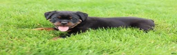 Rottweiler dogs for sale: Luna  - Ad 9