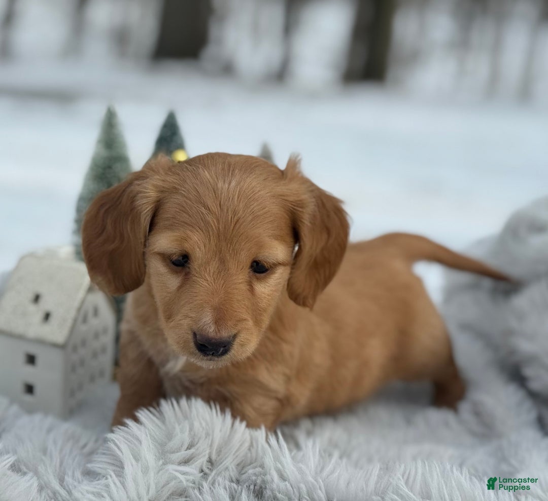 Miniature Dachshund dogs for sale: Holly - Ad 6