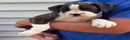 Boxer dogs for sale: Garth - Ad 3