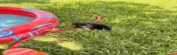 Mixed Breed dogs for sale: Jillian - Ad 2