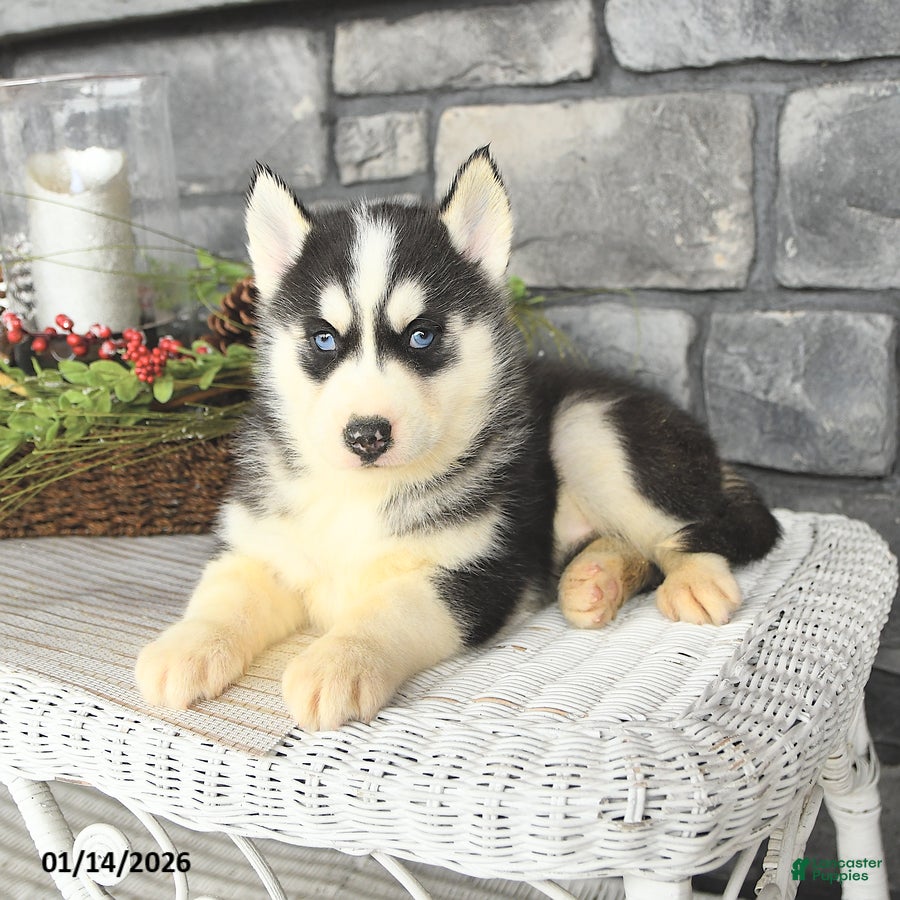 Siberian Husky dogs Laker - Ad 2
