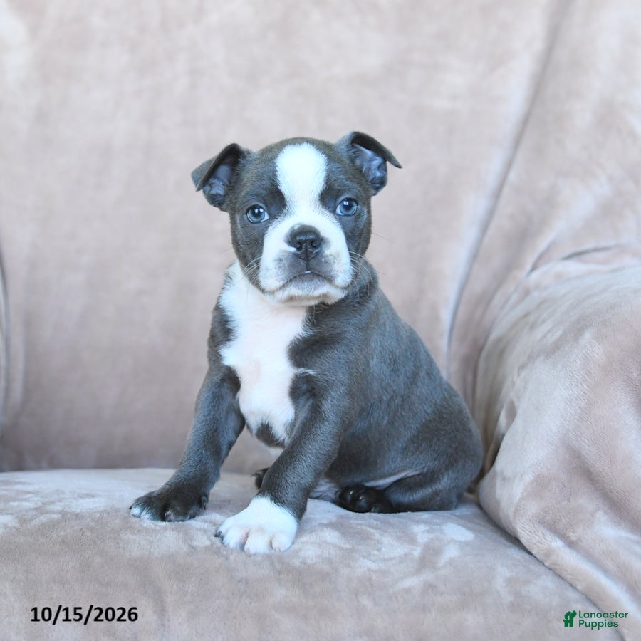 Boston Terrier dogs Elvis - Ad 2