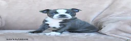 Boston Terrier dogs for sale: Elvis - Ad 2