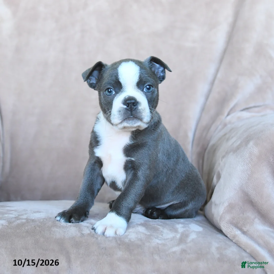 Boston Terrier dogs for sale: Elvis - Ad 2