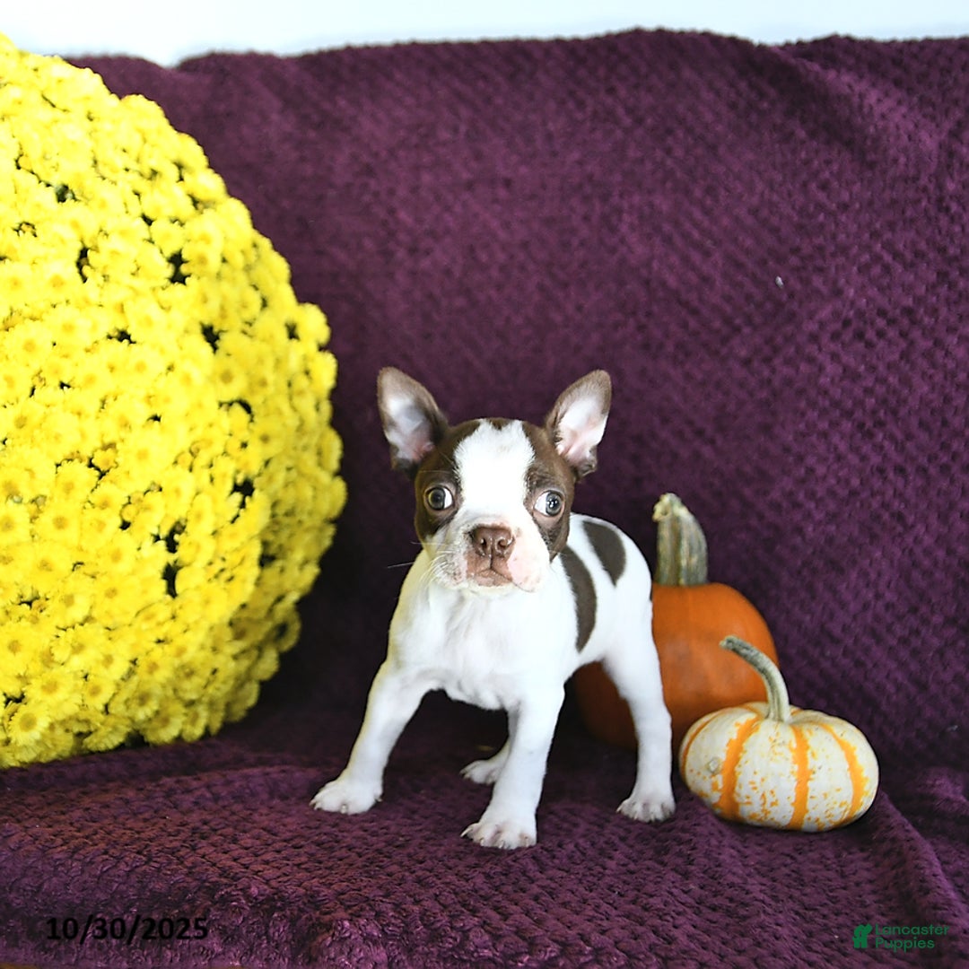 Boston Terrier Puppies for sale Lancaster Puppies