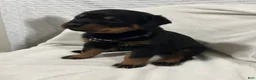 Rottweiler dogs for sale: lady - Ad 4