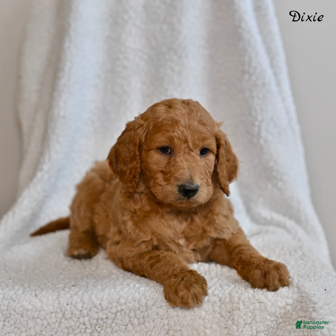 Goldendoodle dogs for sale: Dixie  - Ad 1